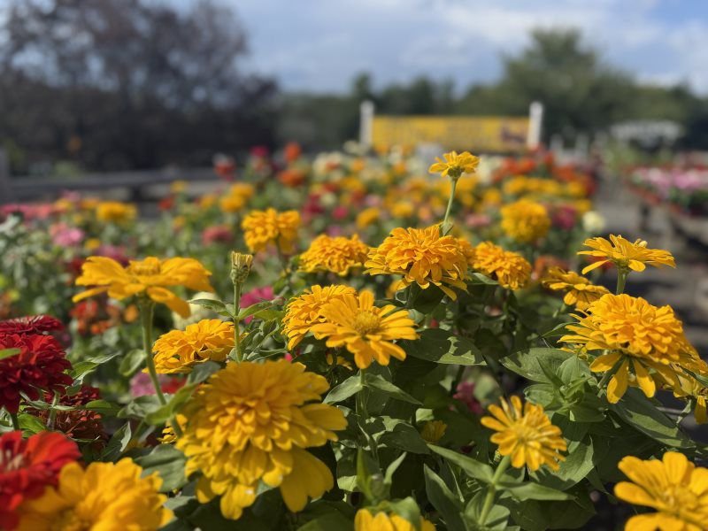 Secor Farms, NY - Home - Secor Farms